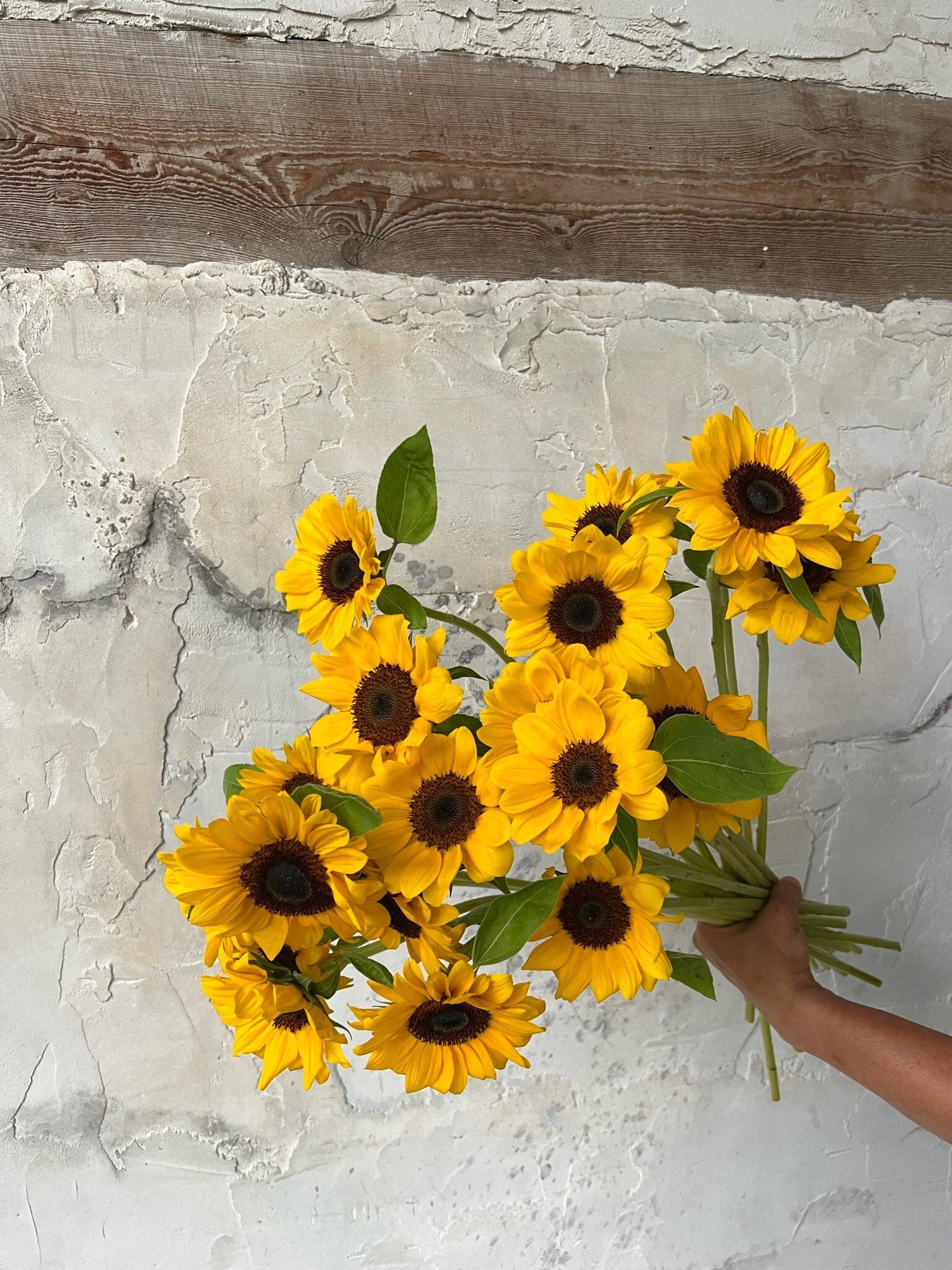 Solve X 2 3 X 1 3 6 0 Solve X 2 3 X 1 3 6 0